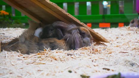 conejitos de pascua descansando en el paddock