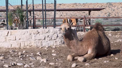 camel-sit-on-the-ground-in-a-ranch-and-chew,-stone-well-at-the-background