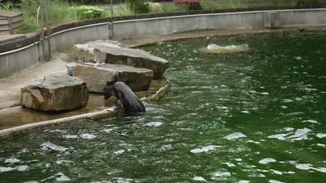 Seitenansicht-Eines-Babyseerobes,-Der-An-Einem-Bewölkten-Tag-Ins-Wasser-Geht