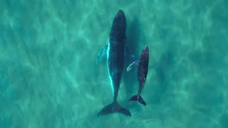 mother and calf humpback whale swimming together, baby whale spouting water from blowhole