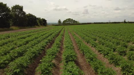 Drohne-über-Einem-Feld-Voller-Getreide