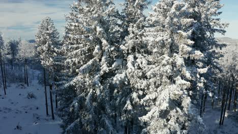 Ascending-aerial-view-of-snow-covered-trees-in-winter,-European-Alps-in-the-far-background