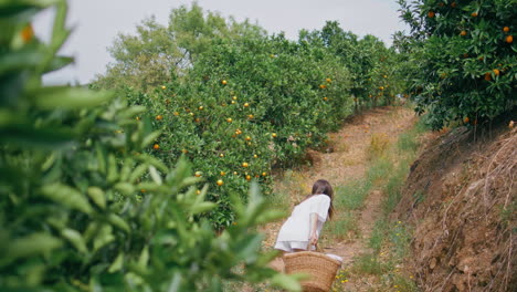 gentle lady strolling orange plantation sunny alley back view. girl walking path