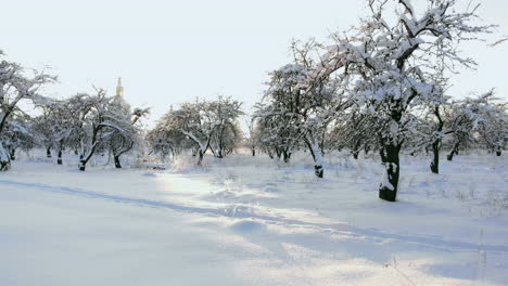 Luftaufnahme-Auf-Den-Waldhügeln-Während-Des-Wintersonnenuntergangs.-Kronen-Von-Nadelbäumen-Werden-Von-Einer-Hellen-Untergehenden-Sonne-Beleuchtet.