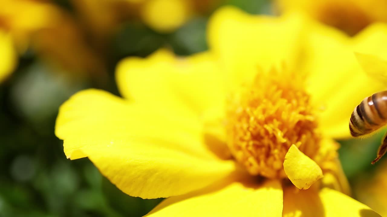 A bee interacts with a bright yellow flower, showcasing detailed pollination behavior in a garden setting.