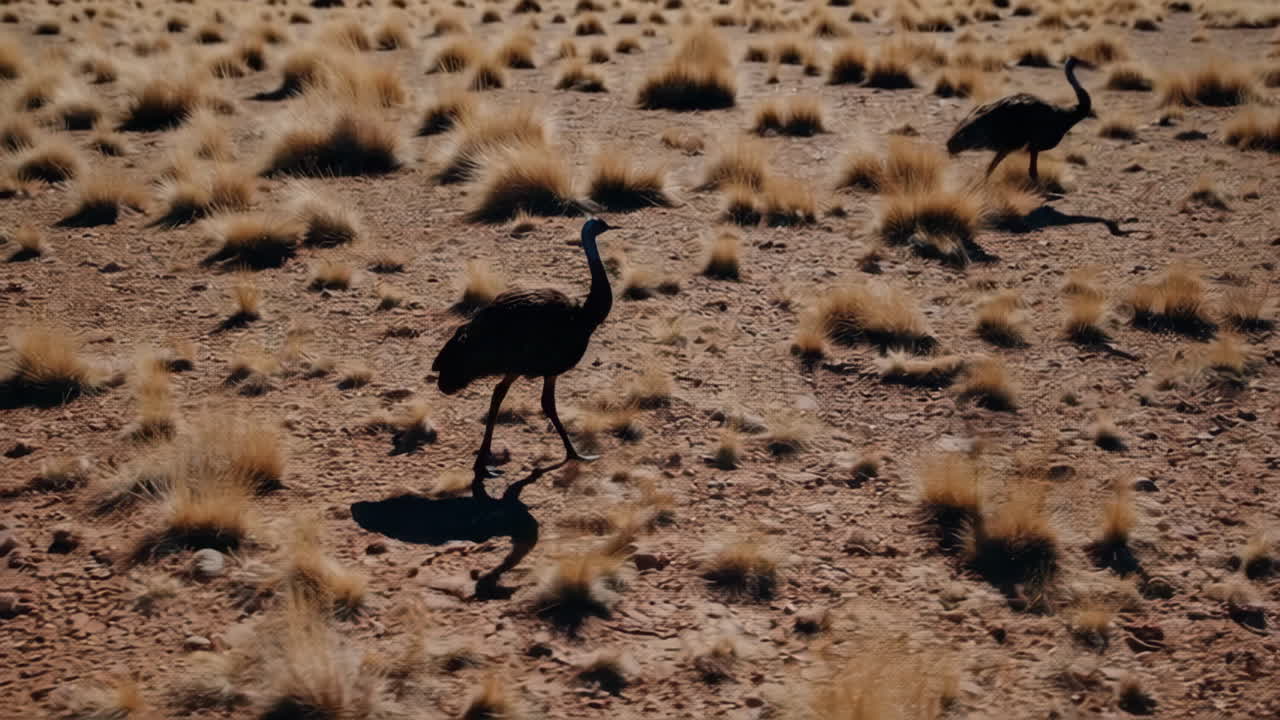 Emus in the Australian Outback