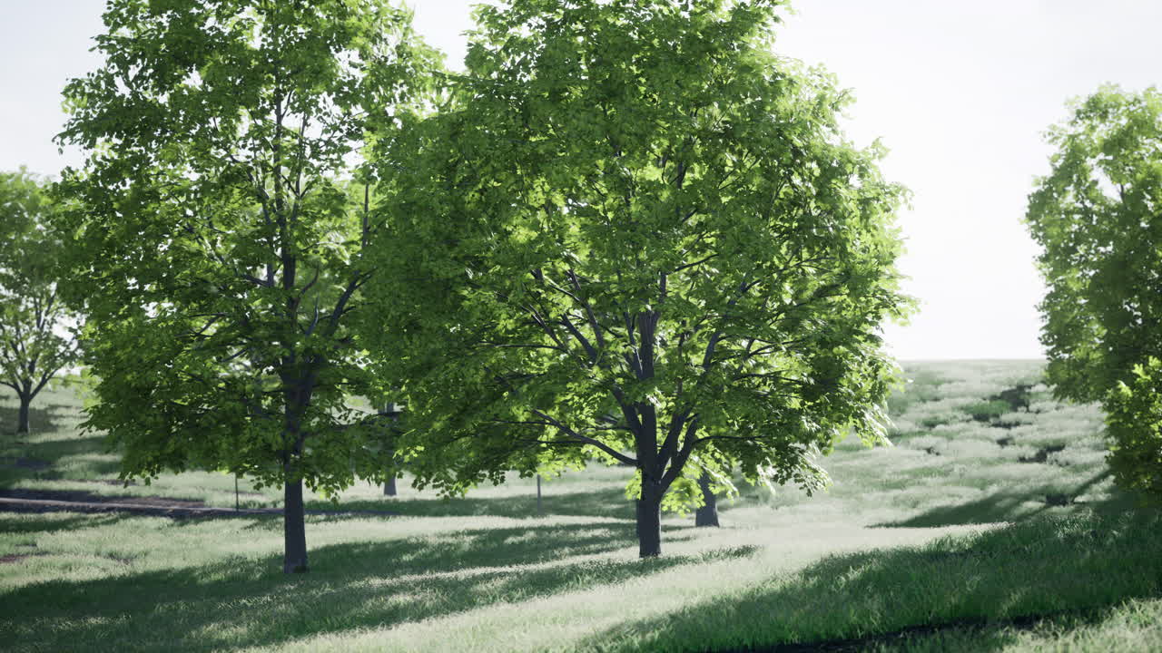 이 많은 들판 에 있는 초록색 나무 들