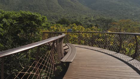 curved tree canopy walkway looks toward slopes of table mountain, cape town