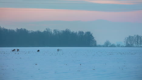 Tiro-De-Lapso-De-Tiempo-Del-Hermoso-Paisaje-De-Invierno-En-El-Campo-Agrícola-Y-Grupo-De-Forrajeo-De-Ciervos-En-La-Mañana