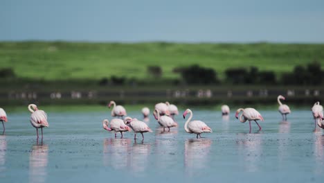 Flock-of-Pink-Flamingos-in-Lake-Scenery-in-Tanzania-in-Africa-in-Ngorongoro-Conservation-Area-Landscape-at-Ndutu-Lake-National-Park-on-African-Wildlife-Safari,-Lots-of-Flamingo-Walking-in-the-Water