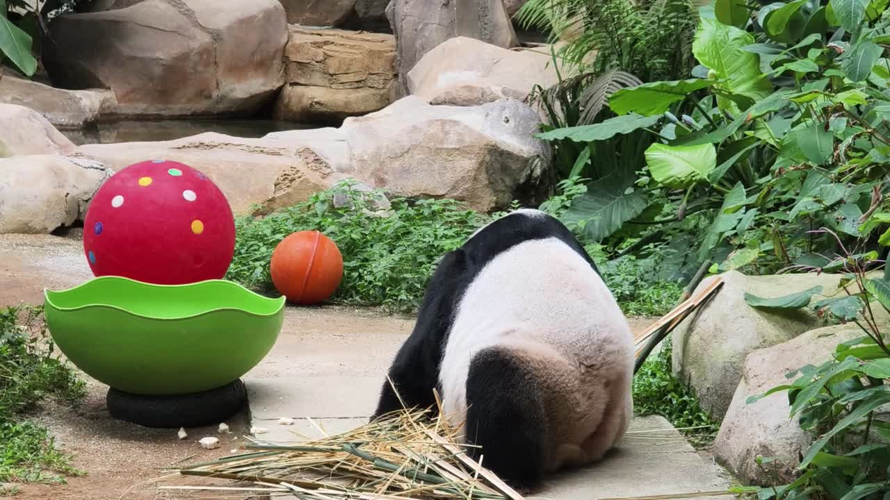 대나무를 먹는 팬더