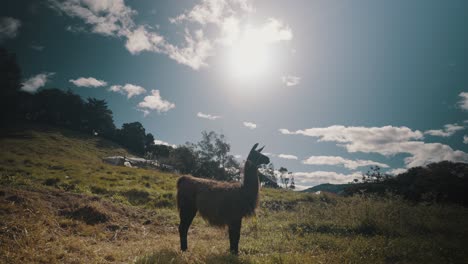 Wildes-Guanako-lama-tier-Auf-Sonnigen-Bergen-In-Südamerika.-Hineinzoomen