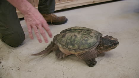 primer plano de tortuga mordedora en cautiverio siendo rehabilitada