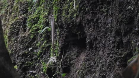 Ein-Rotrücken-Eisvogel-Oder-Ceyx-Rufidorsa-Vogel-Flog-Auf-Sein-Nest-An-Der-Erdwand-Zu