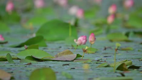 aquatic-vegetation-in-wetland-area