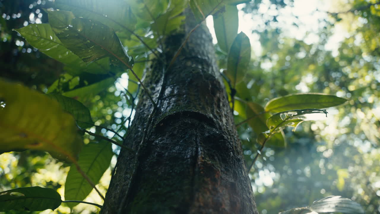 Tree in the forest with sunlight