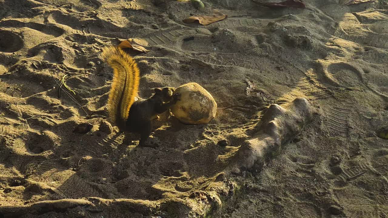 Tropical Ground Squirrel Eating Coconut in Sand by Caribbean Sea