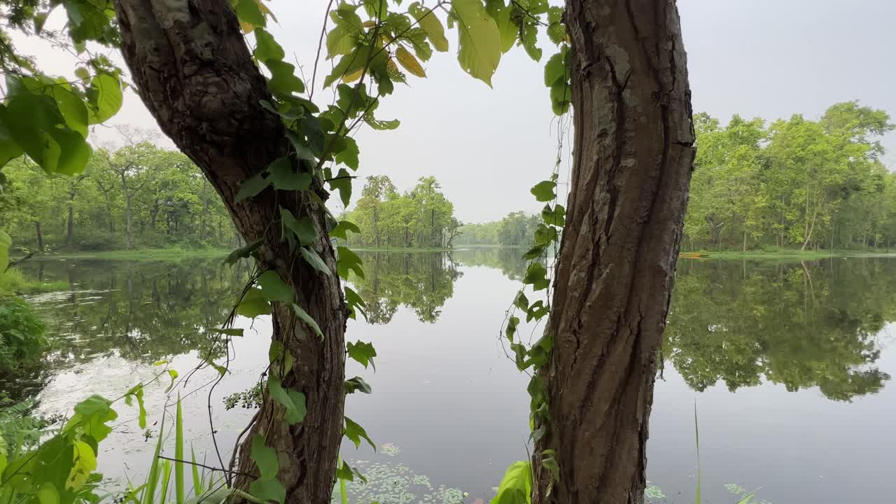 A tranquil wetlands scene featuring clear reflections of lush trees on still water. Captures harmony between water and forest, perfect for relaxation, nature, and environmental footage