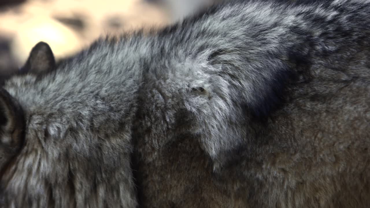 팀버 울프(timber wolf)가 돌진하고 아름답게 스냅하며 초점이 맞지 않는 액션 슬로모