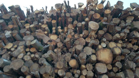 pila de troncos de árboles talados