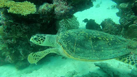 Filmado-Desde-Arriba-Seguido-Por-Un-Buzo-Mientras-Busca-Algo-Para-Comer,-Tortuga-Verde-Chelonia-Mydas,-Palau