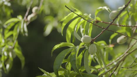 almendras verdes inmaduras en la rama durante el día soleado