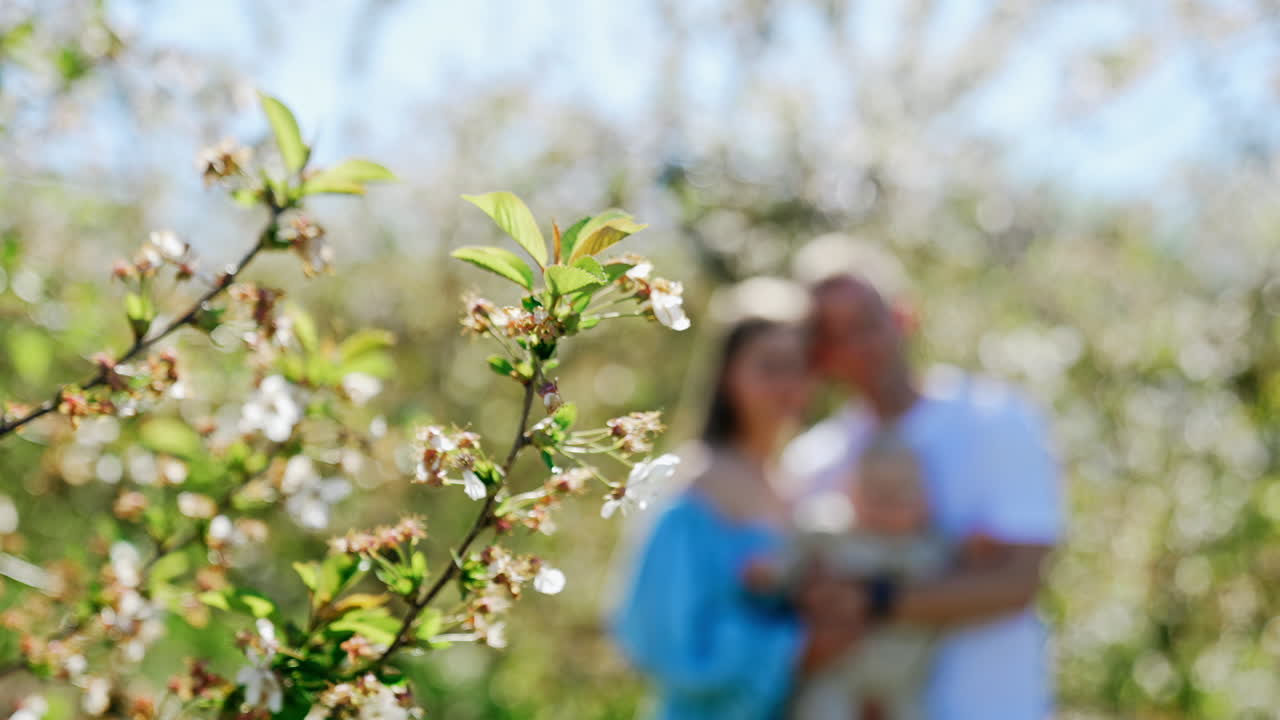 Branches of a fruit tree in bloom. Close up. Family of three with little baby stand at backdrop in blur.