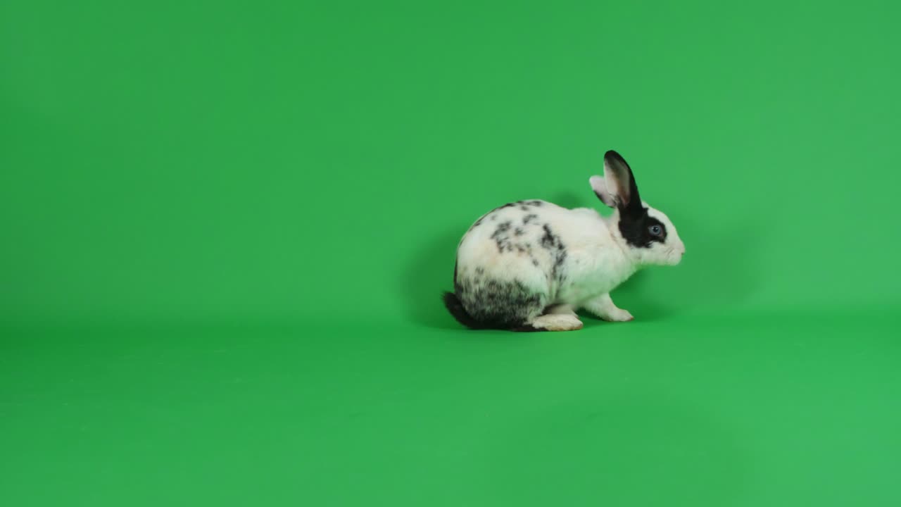 Black and White Rabbit on Green Screen
