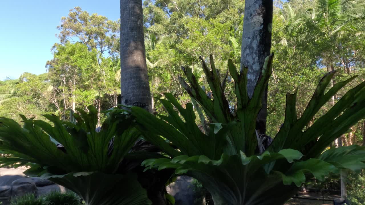 Staghorn fern on tree in lush garden