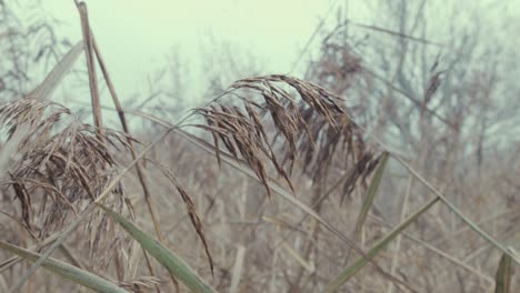 Dichtes-Schilf-Inmitten-Dichter-Nebel-Am-Flussufer