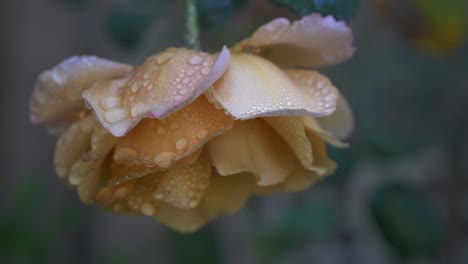 up close shot of vibrant yellow garden rose in the rain with water droplets trickling off petals