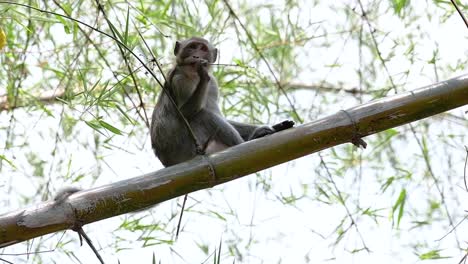 the long-tailed macaques are the easiest monkeys to find in thailand as they are present at temple complexes, national parks, and even villages and cities