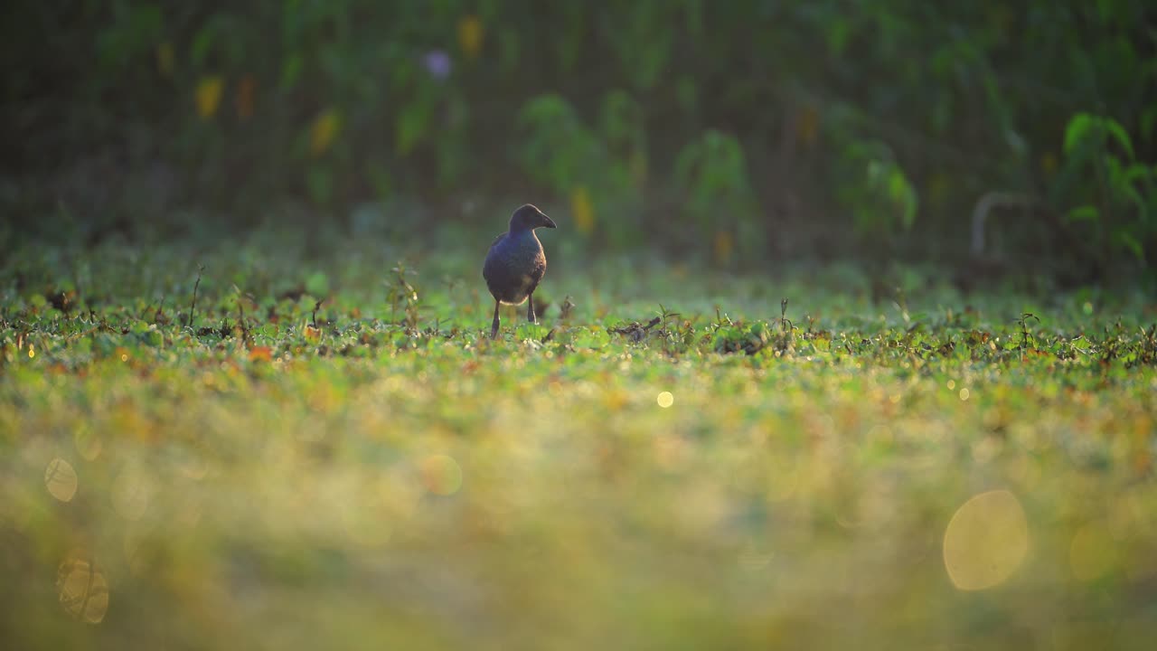 Grey-headed swamphen bird stands alone in a marsh covered in low-lying green vegetation.