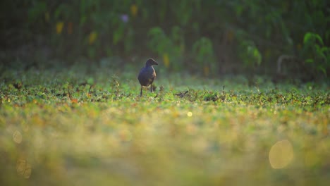 grey-headed swamphen bird stands alone in a marsh covered in low-lying green vegetation.