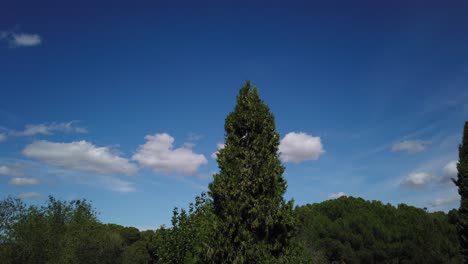 Motion-lapse-moving-to-the-right-of-a-light-cloudy-sky-over-trees-in-a-windy-day