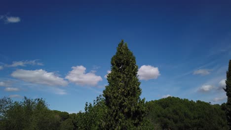 motion lapse moving to the right of a light cloudy sky over trees in a windy day