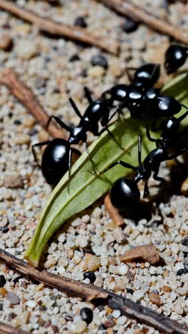 close-up of ants on a leaf in sand