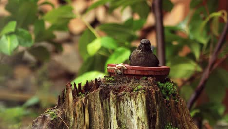 blackbird bathing in a saucer on top of a weathered tree trunk with out of focus greenery and logs in the background and mushroom growing on the side