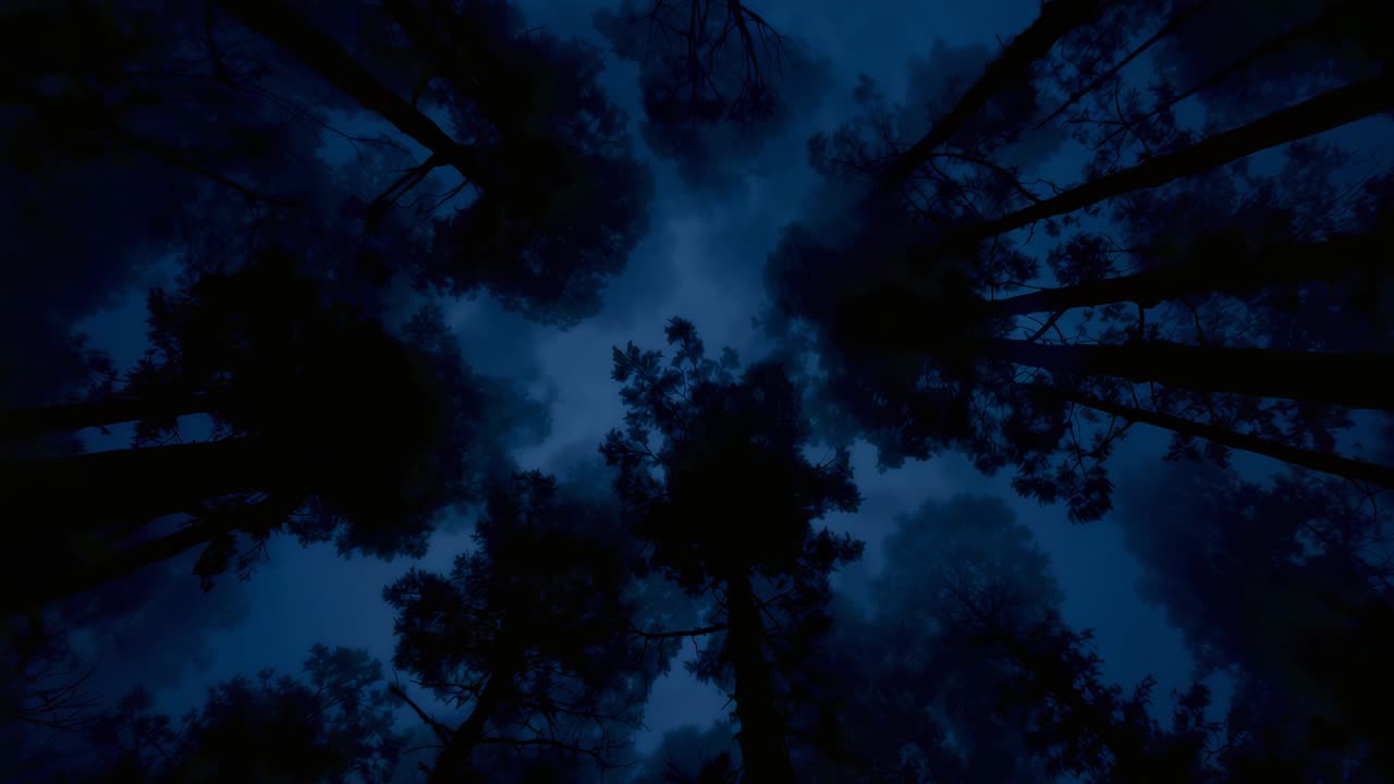 Chioma di pini ondeggiante mossa dalla brezza, che forma un'apertura circolare nel cielo notturno, con nebbia che si sposta.
