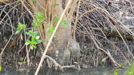 close-up of mangrove roots and green foliage in natural light, showcasing the unique ecosystem of phuket, thailand