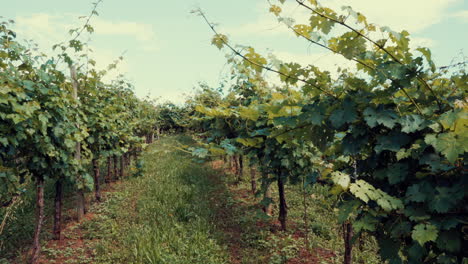 Wineries-Tuscany