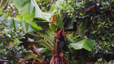 lluvia cayendo sobre las hojas de los plátanos en el jardín rural