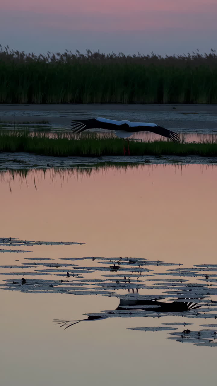 Stork in Flight over a Marsh at Sunset