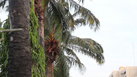 palm trees gently blowing in the breeze, locked down shot