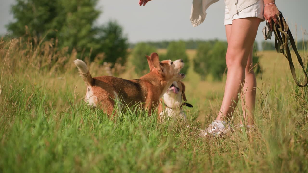 el perro salta emocionado hacia el dueño mientras otro perro se sienta en el campo cubierto de hierba mirando al dueño con la boca abierta, el dueño de la mascota con pantalones cortos sosteniendo la correa, disfrutando de un momento lúdico
