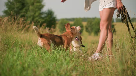 dog jumps excitedly towards owner while other dog sits on grassy field looking at owner with open mouth, pet owner wearing shorts holding leash, enjoying playful moment