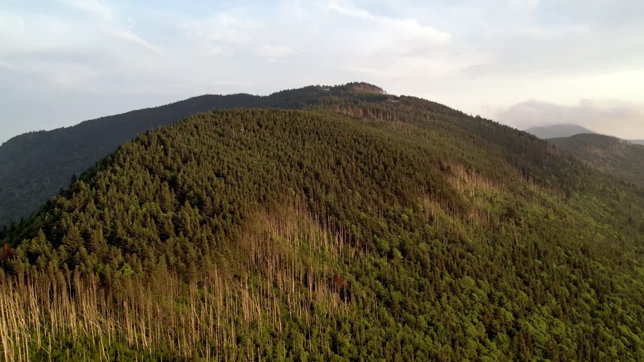 árboles a lo largo de las laderas del monte mitchell nc, carolina del norte