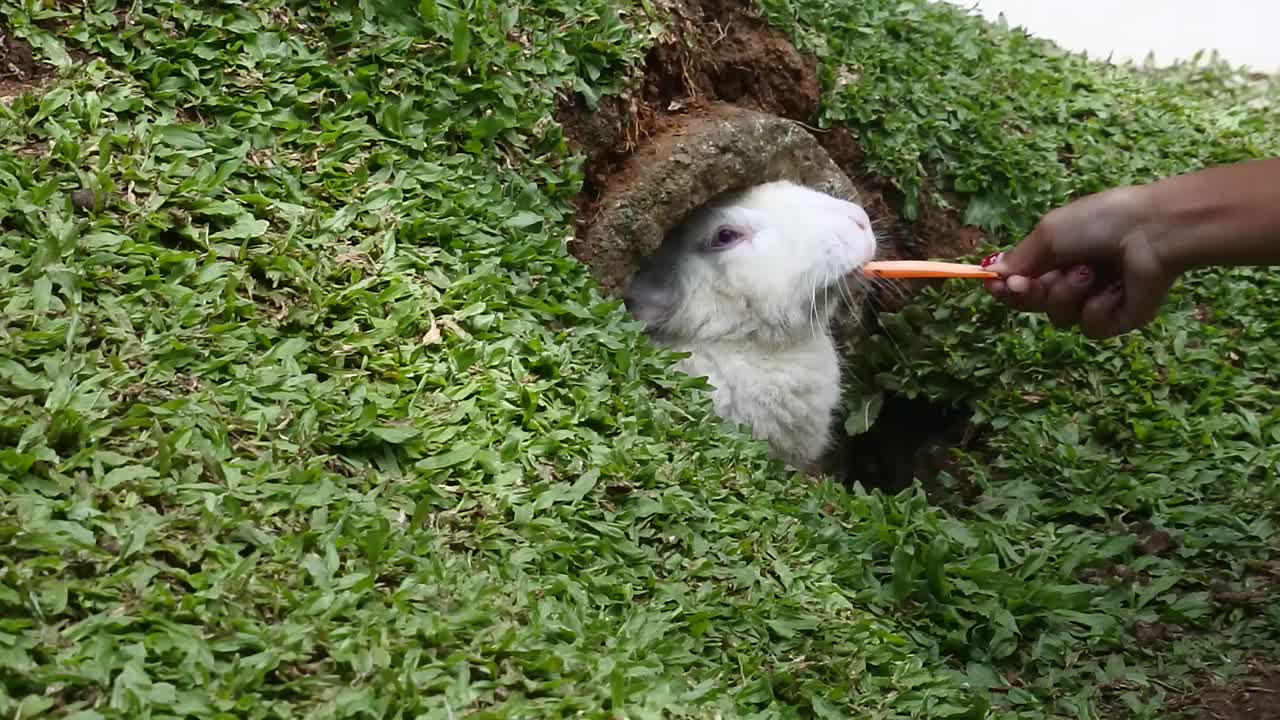 잔디로 된 구에 숨어 있는  토끼 는 방문자 에게 당근 을 준다