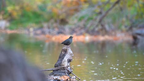 american dipper perching on a log in a creek