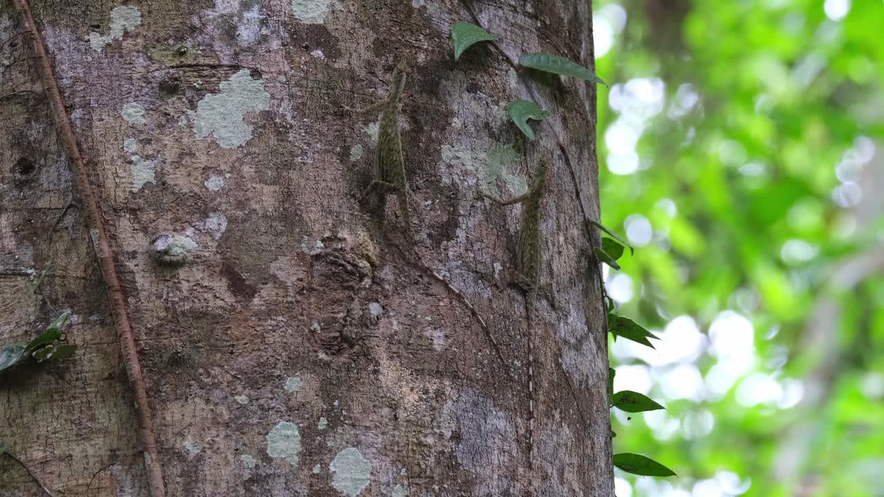 Camera zooms out as these two are doing their mating ritual, Blanford's Flying Dragons Draco blanfordii, Thailand